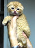 Scottish Fold kittens for sale